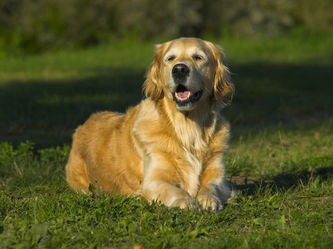 What dog breeds have the loudest bark? Top noisy breeds