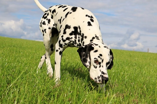 Can a dog lose their sense of smell? Causes and care