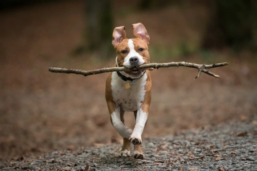 Why Do Dogs Find Sticks and Twigs So Appealing?