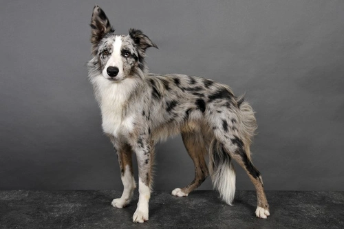 Neuromuscular Disease in Dogs: Causes, Diagnosis & Care