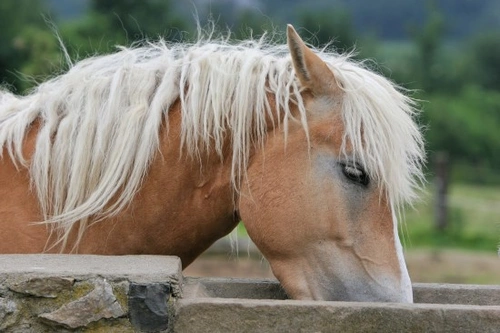 How Dehydration Impacts Your Horse's Performance
