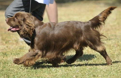 Sussex Spaniel Health & Longevity: Key Facts & Care Tips