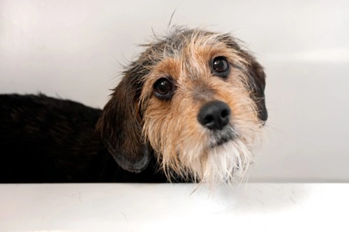 Perro miedoso: consejos para un canino nervioso