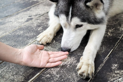 Why Dogs Are Obsessed with Sniffing Certain People