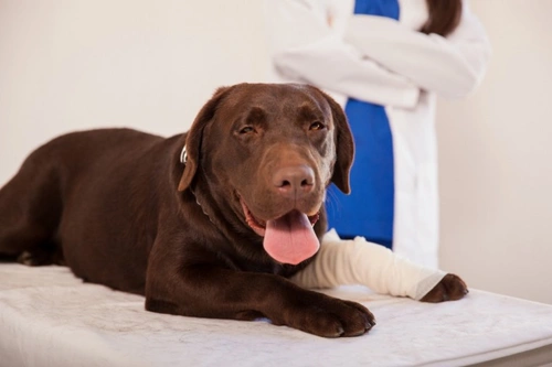 Total Elbow Replacement in Dogs: A Complete Guide