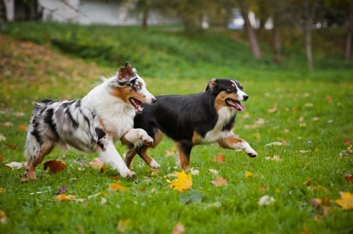 How to Encourage Your Dog to Play Nicely with Strange Dogs