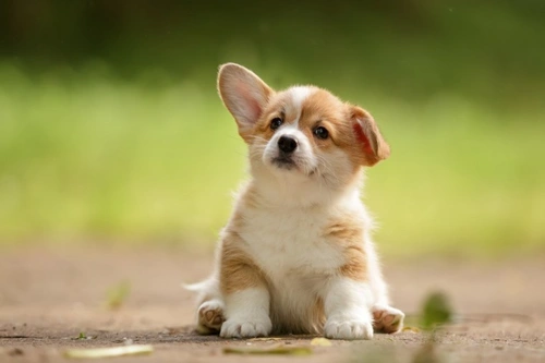 Dog Battery Chewing: 8 Essential UK First Aid & Prevention Tips