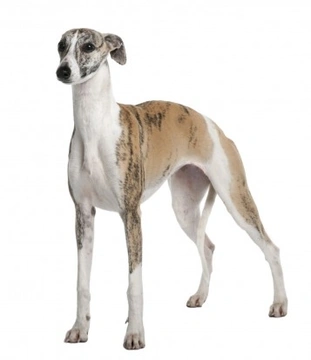 3 Dog Breeds Commonly Confused Due to Similar Looks