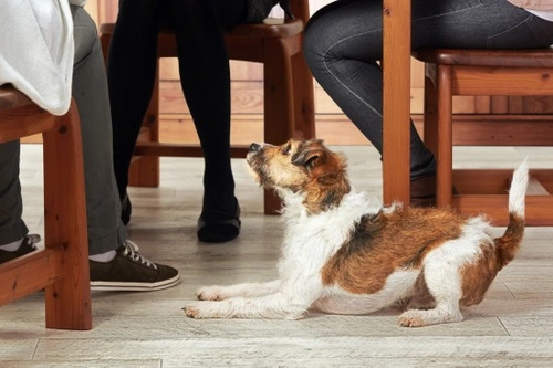 Why Your Dog Begs for Snacks and Gaining Weight