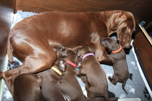Newborn Puppy Not Breathing? Immediate Steps to Save