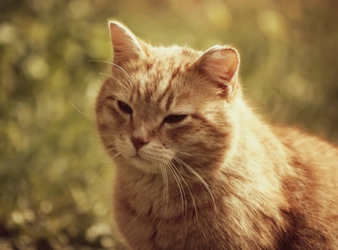 Guía completa sobre la acromegalia en gatos: síntomas y cuidado