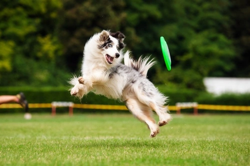 Ejercítate con tu perro: guía para dueños activos