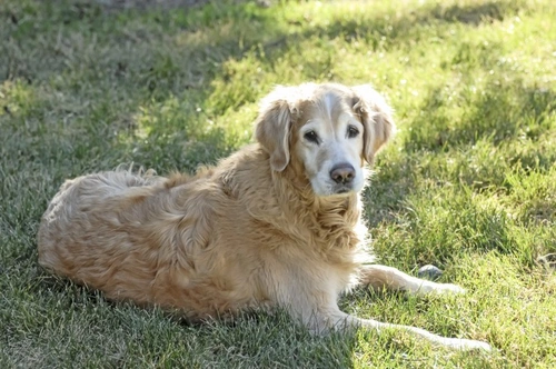 Caring for Older Dogs With Failing Hindquarters: A Complete Guide