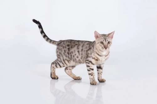 5 razas de gatos de pedigrí con orígenes siameses