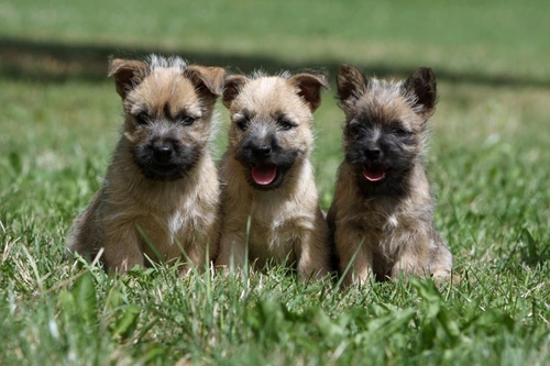Bile Acid Testing for Puppies: Essential Liver Function Guide