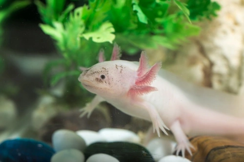 Keeping an axolotl as a pet: Complete care guide 2025