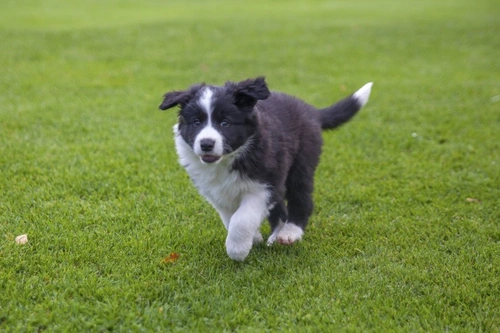 How to Discover Your Mixed Breed Border Collie’s Ancestry