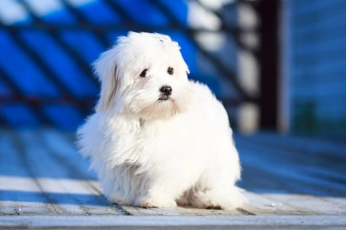 3 Gorgeous Puff Ball Dog Breeds with Big Personalities