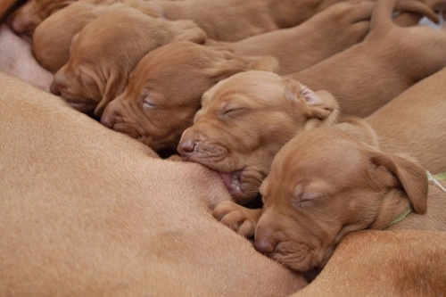 How to Help Your Dog Give Birth: A Step-by-Step Guide
