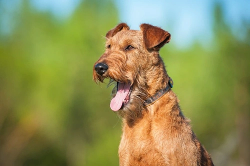 Key differences between parvovirus and canine distemper