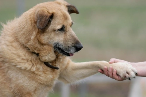 How to Assess Your Dog’s Quality of Life with Confidence