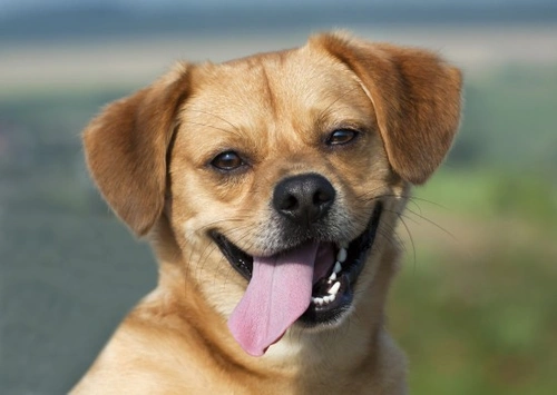 Calendario Canino: 12 consejos esenciales para tu perro saludable