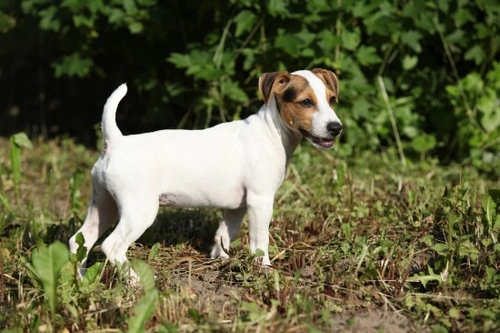 Rough vs Smooth Dog Coats: Care & Traits Explained