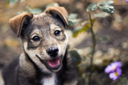How to Handle a Dominant Puppy: Step-by-Step 2025
