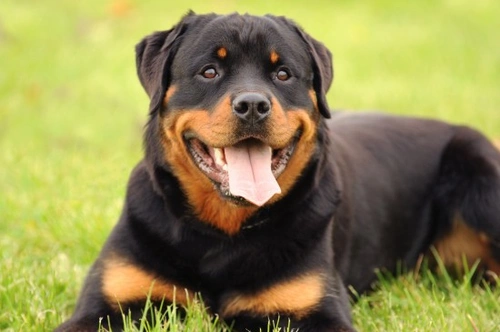 Dog Breeds Prone to Osteochondritis Dissecans: What to Know