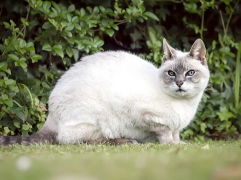 Kidney Disease in Cats: Symptoms, Causes, and Management