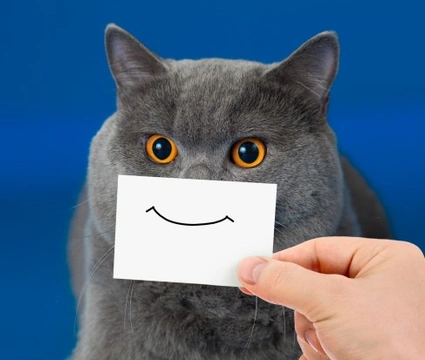 8 Very Unusual Cat Facts You Didn’t Know