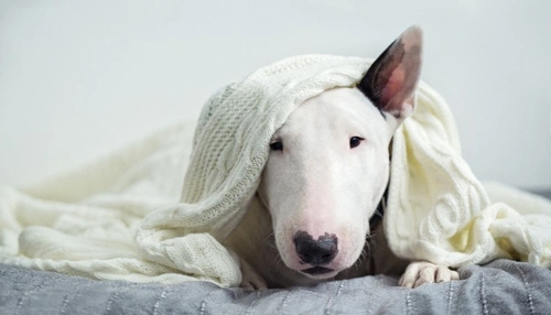 Can Dogs Have Paracetamol? UK Vet Advice 2025
