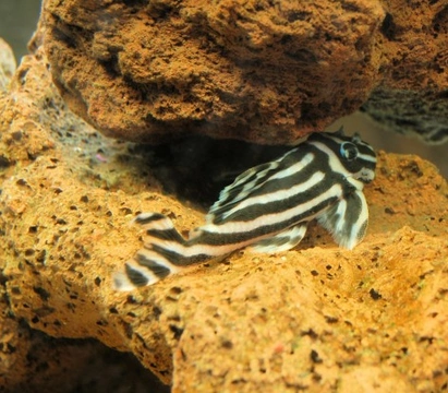 Keeping Catfish as Pets: A Complete Guide for Aquarium Enthusiasts