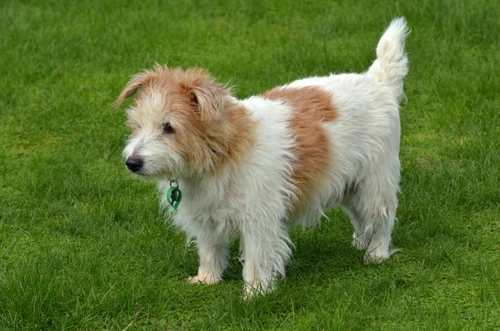 Epidermolytic Hyperkeratosis DNA Testing for Norfolk Terriers