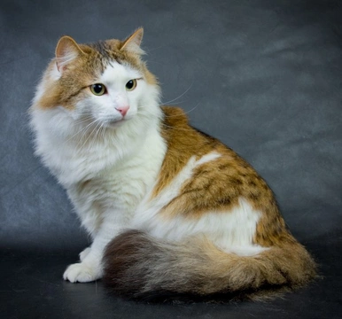 The 5 Best Cat Breeds for an Indoor-Only Home