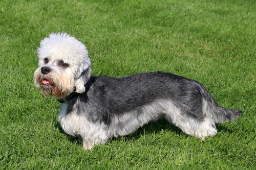 The six Scottish breeds of terrier: Origins & Care Guide