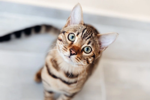 Five FAQs About Ringworm in Cats: Causes, Symptoms & Care