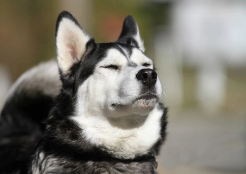 How to Train an Unruly or Dominant Dog: Clear Leadership Tips