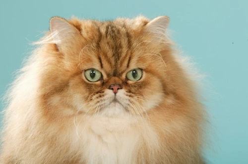10 Popular Longhaired Cat Breeds: Care and Characteristics
