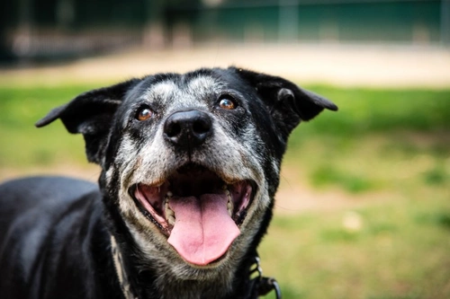 Guía para prevenir lesiones y enfermedades articulares en perros mayores