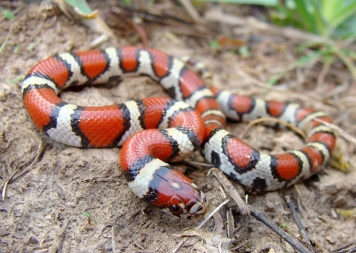 Why Snakes Make Great Pets: 10 Reasons to Consider One