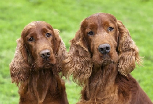 Temperament differences between male dogs and bitches