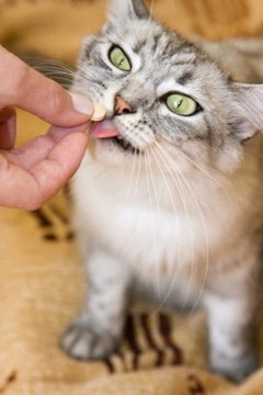 Cómo hacer que tu gato tome un comprimido fácilmente