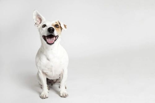 What Does It Mean If Your Dog Has a Soft Mouth?