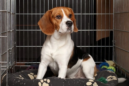 Using a Dog Crate for the Right Reasons: Essential Guide