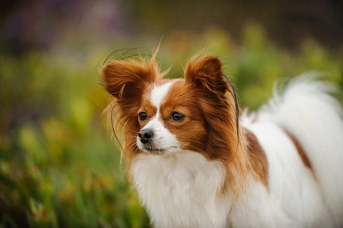 Síndrome de la Vena Cava en Perros: Síntomas, Diagnóstico y Tratamiento