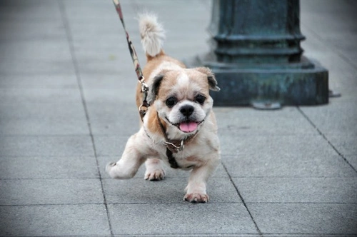 ¿Debo entrenar a mi perro antes o después del paseo?