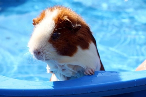 Can I Give My Guinea Pigs a Bath? Essential Care Tips