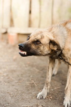 Agresividad canina