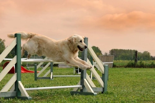 Dog Training Help: Ten Top Tips for Success
